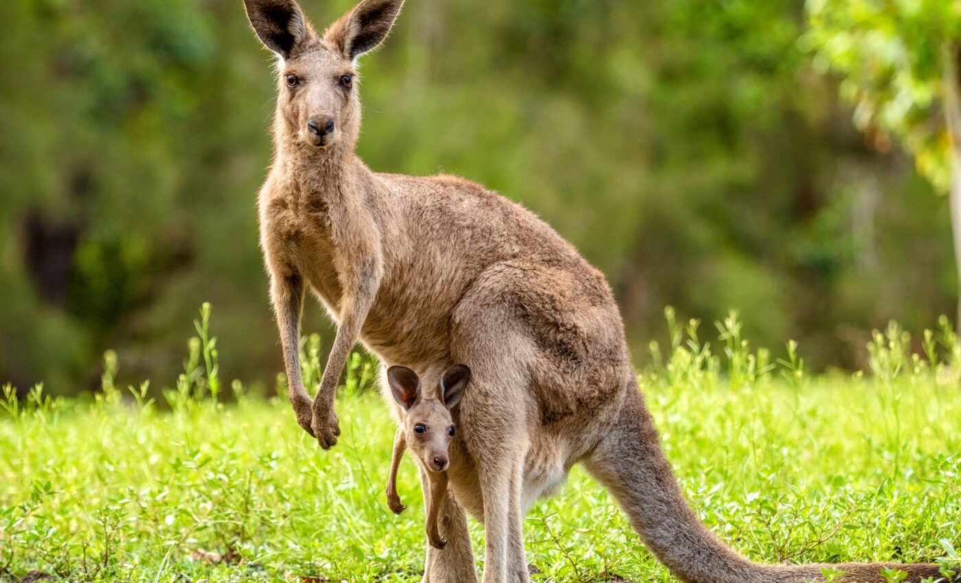 Not all kangaroo ancestors hopped as a means of locomotion