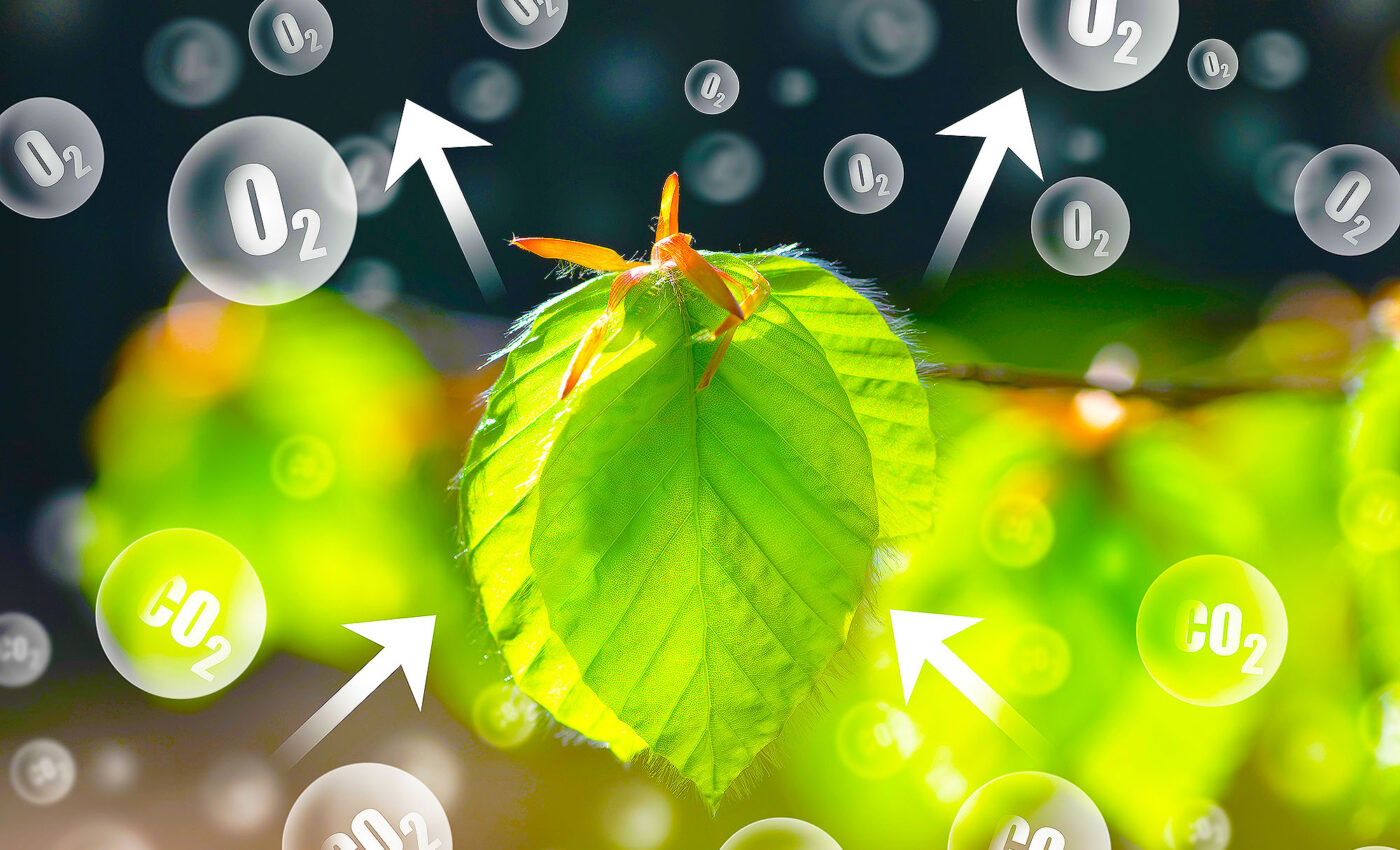 The key to life on Earth, photosynthesis, begins on the quantum level with a single photon