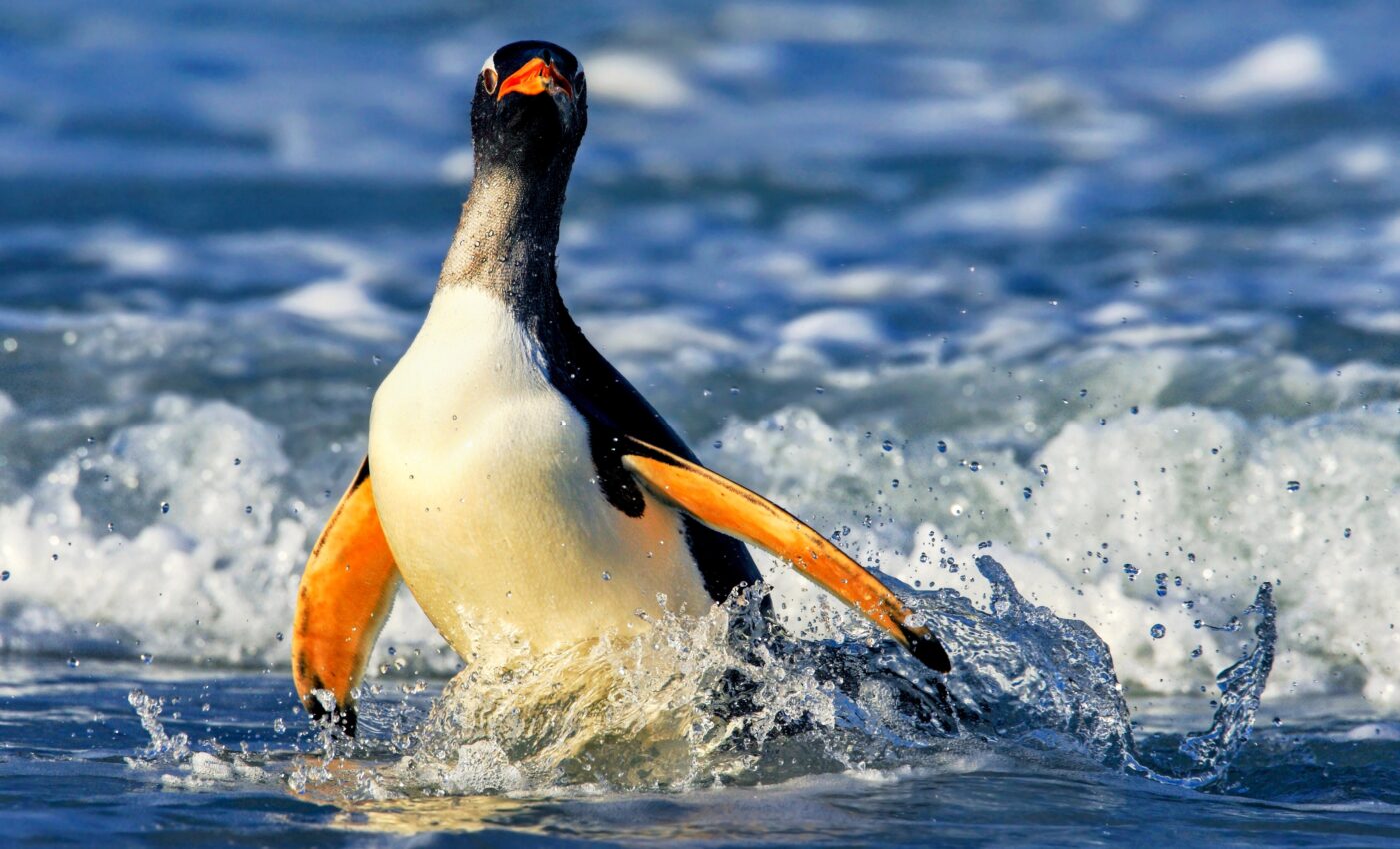 What makes the Gentoo penguin the world's fastest swimming bird?