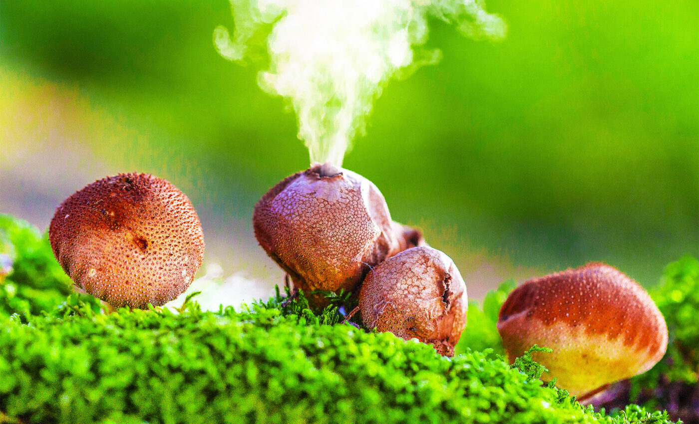 Super fungus is among us, and that's definitely not a good thing