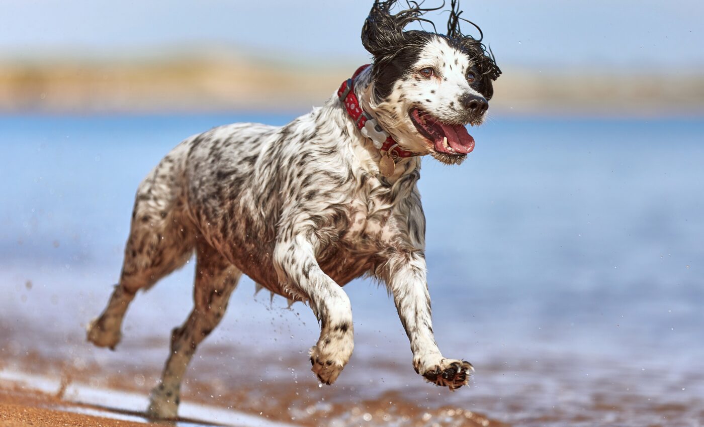 Expert tips: How to keep your dog safe from heatstroke this summer