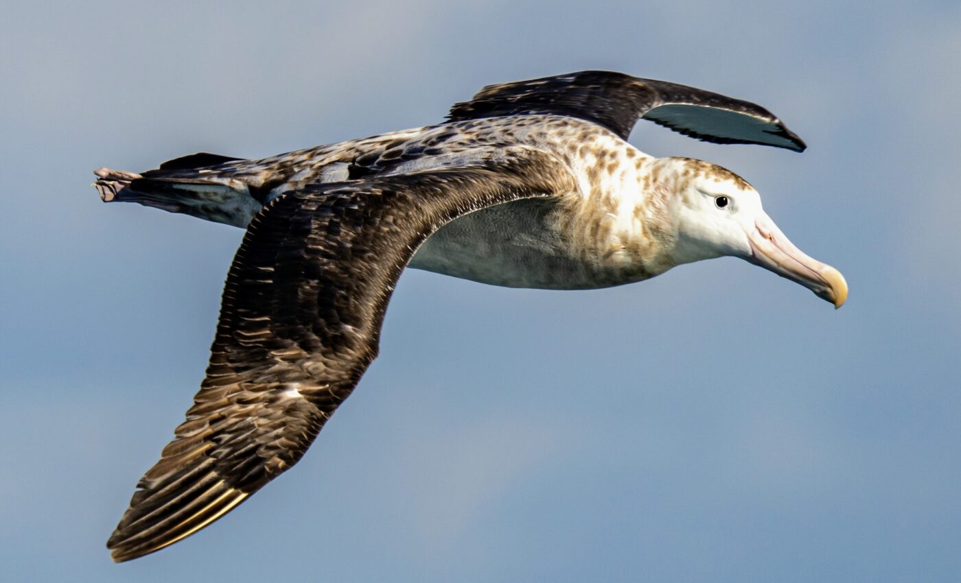 World’s most endangered seabirds are also threatened by plastic pollution