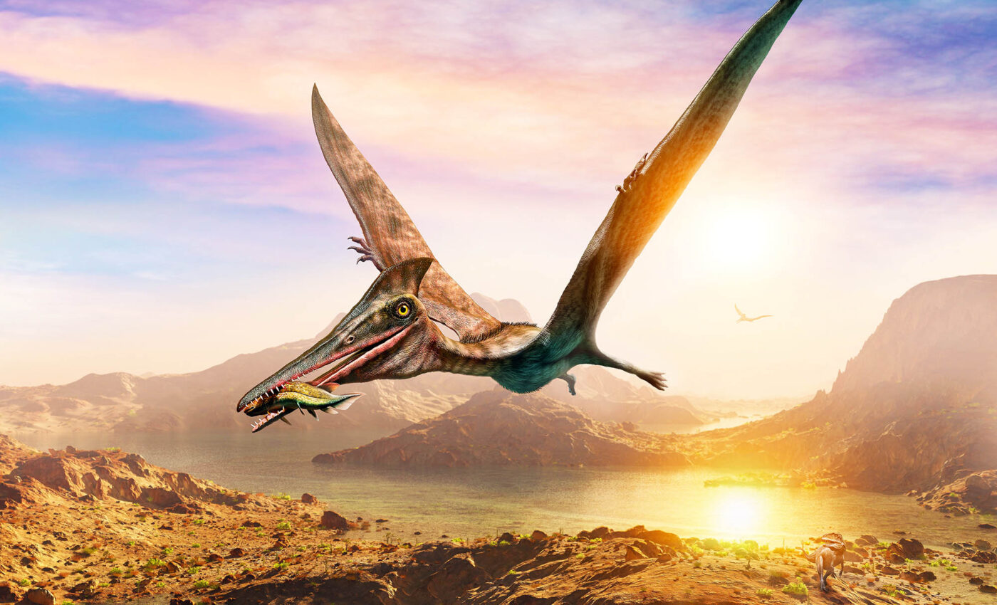 New extinct species of flying reptile, nicknamed Elvis, is officially named Petrodactyle wellnhoferi