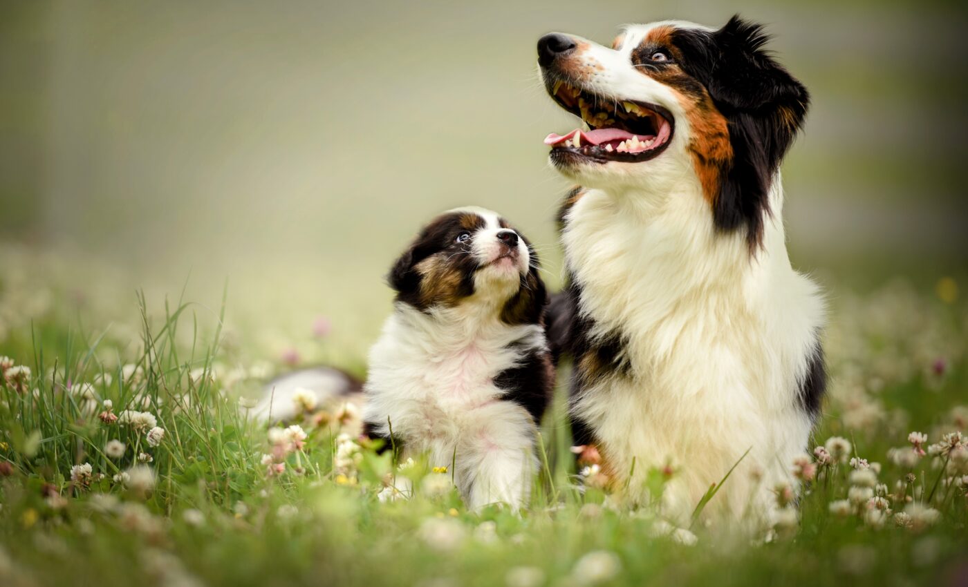 Dogs have memories of their relatives, but you can help by making them feel safe