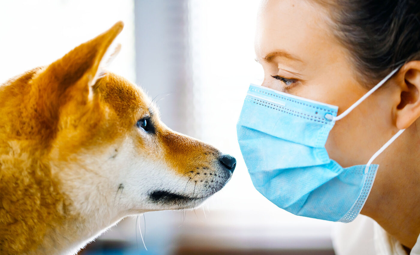 Scent dogs are better than lab tests at detecting COVID-19