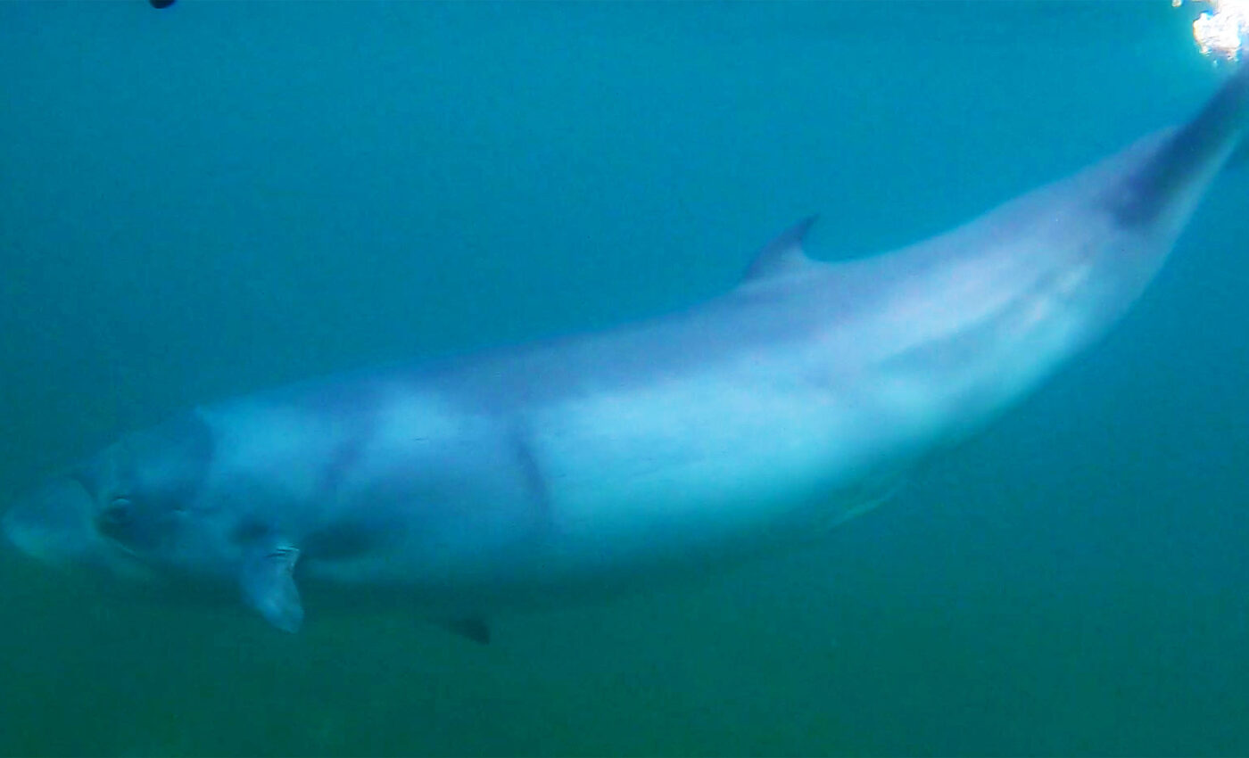 Pygmy right whales’ feeding habits are no longer a secret