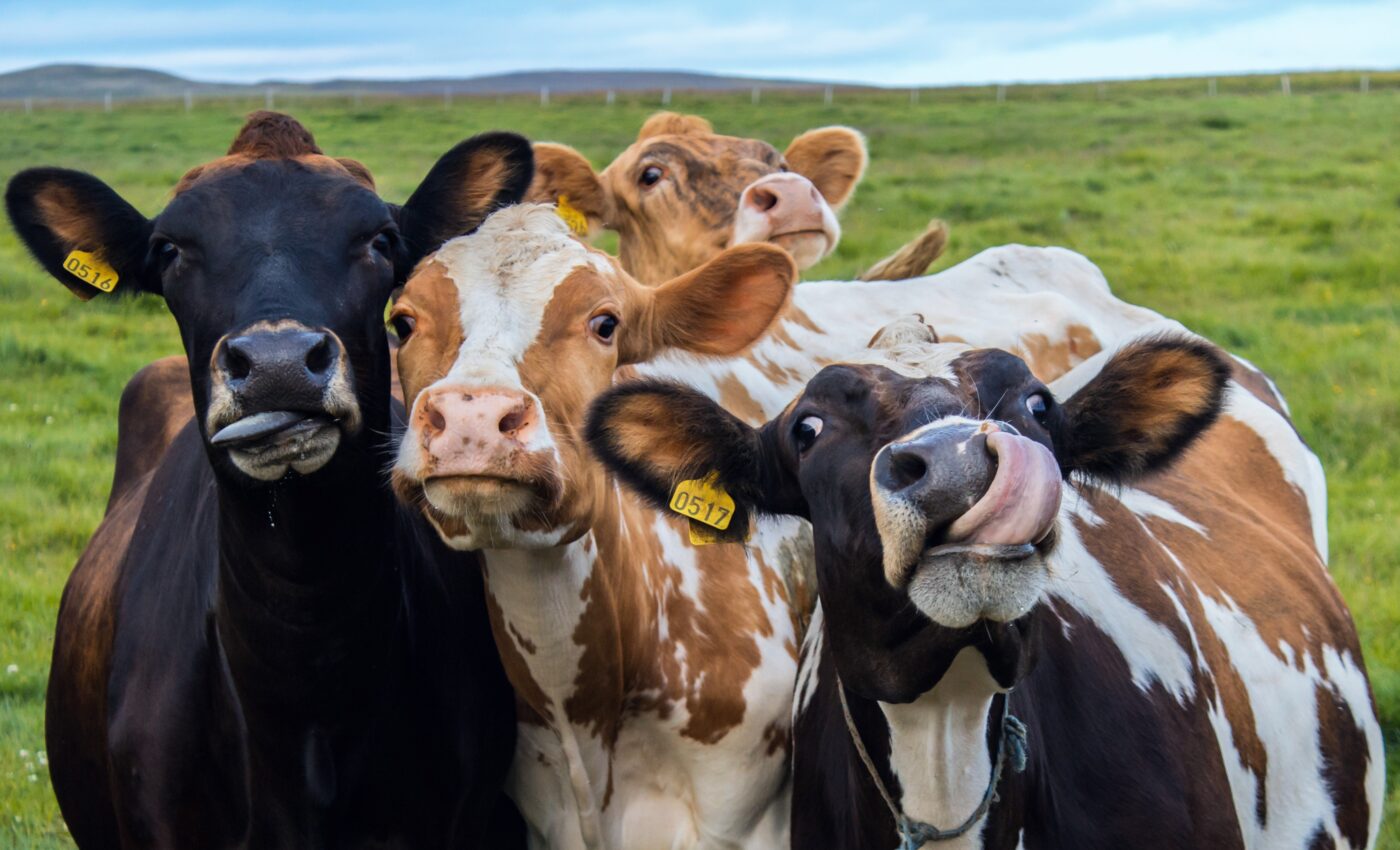 Environmentally-friendly semen will produce cattle that burp less methane