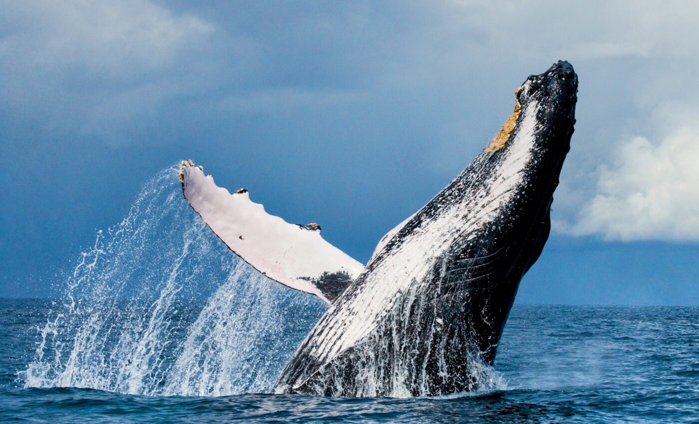 New Egyptian whale species adds to the fascinating story of whale evolution