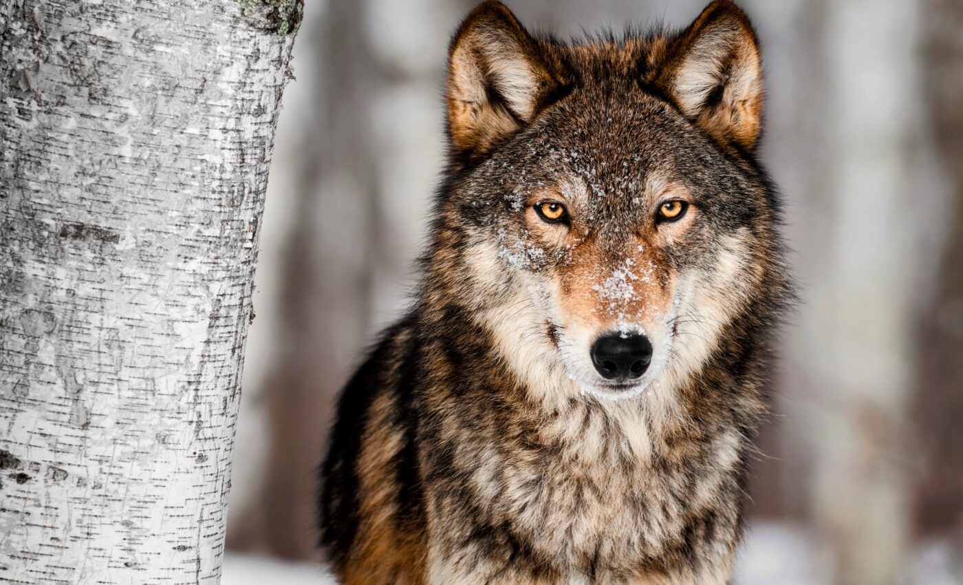 The return of the gray wolf: Triumph or tragedy?