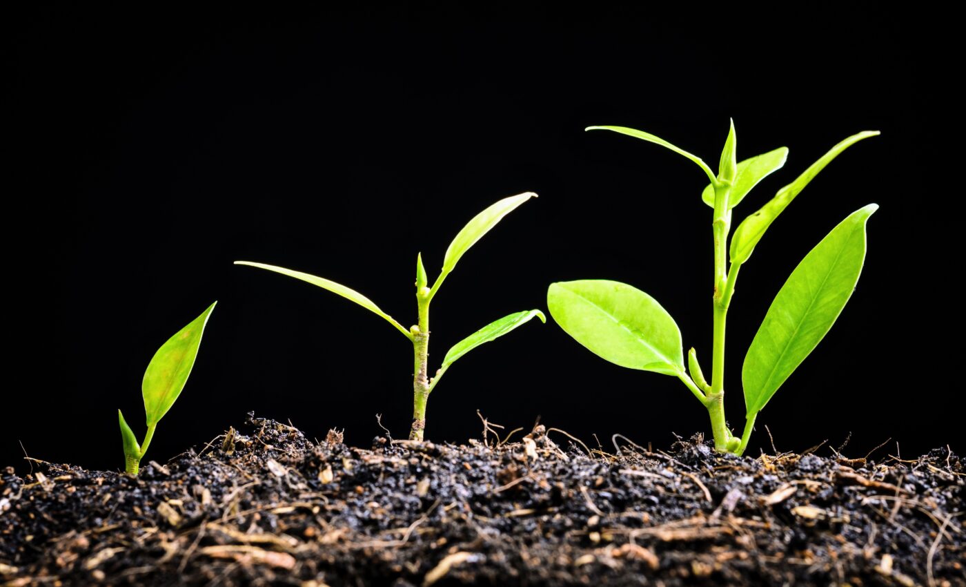 Genetic memories: How plants pass down information across generations