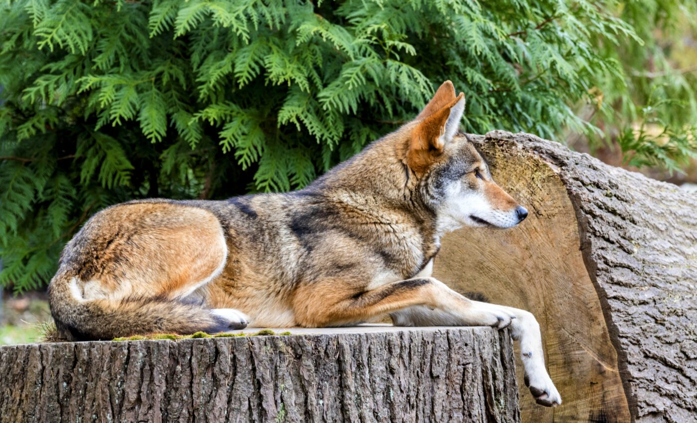 Fatal encounters: The future of the red wolf remains unclear