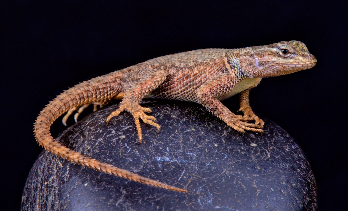 Three-million-year-old lineage of the Yarrow’s spiny lizard is nearly extinct