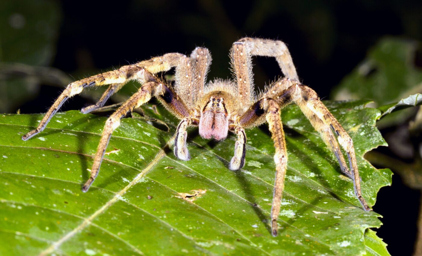 Spider venom might soon be the new Viagra