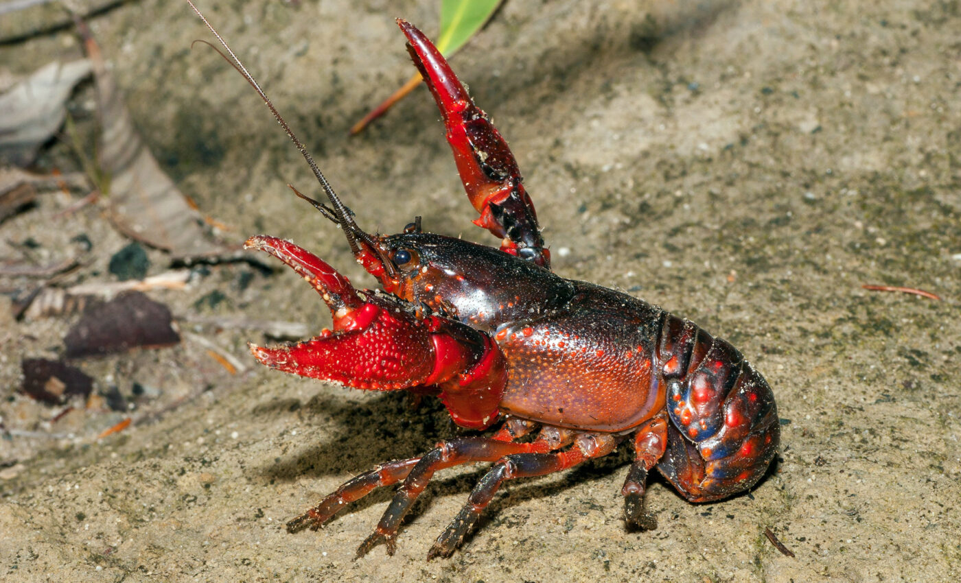 Insecticide responsible for major crayfish kill in Australia