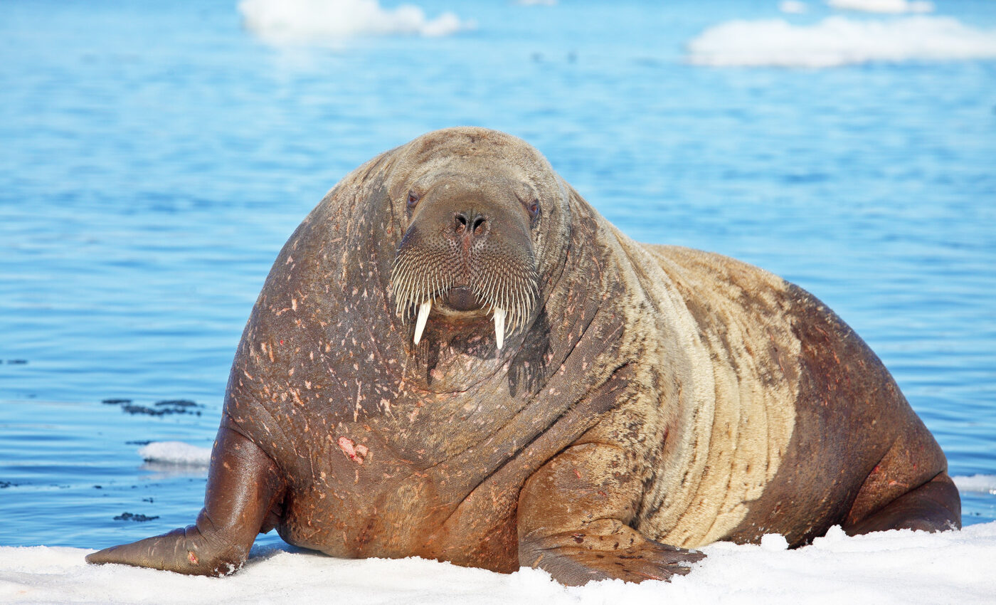 Atlantic walrus are at high risk of extinction