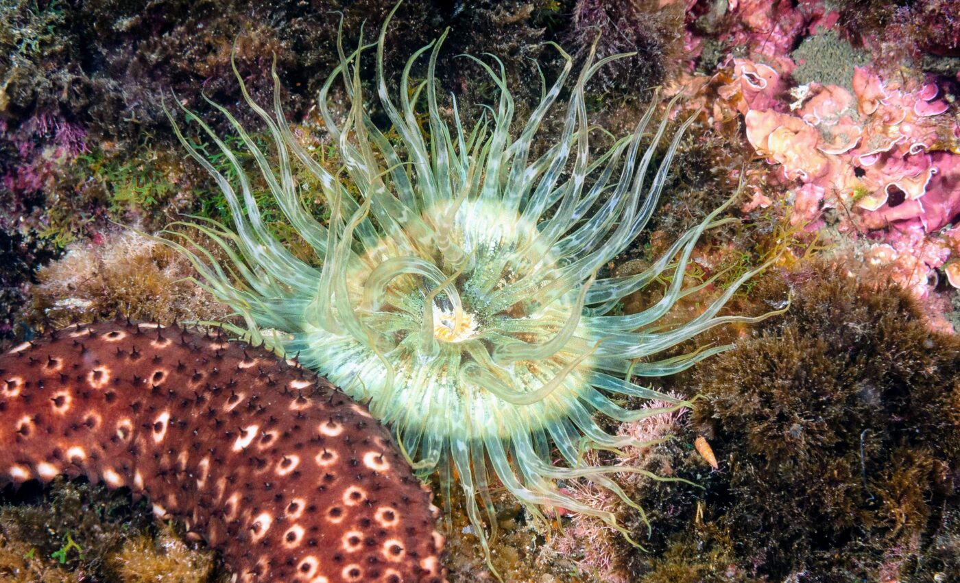 Did early animal evolution start with predatory behavior?