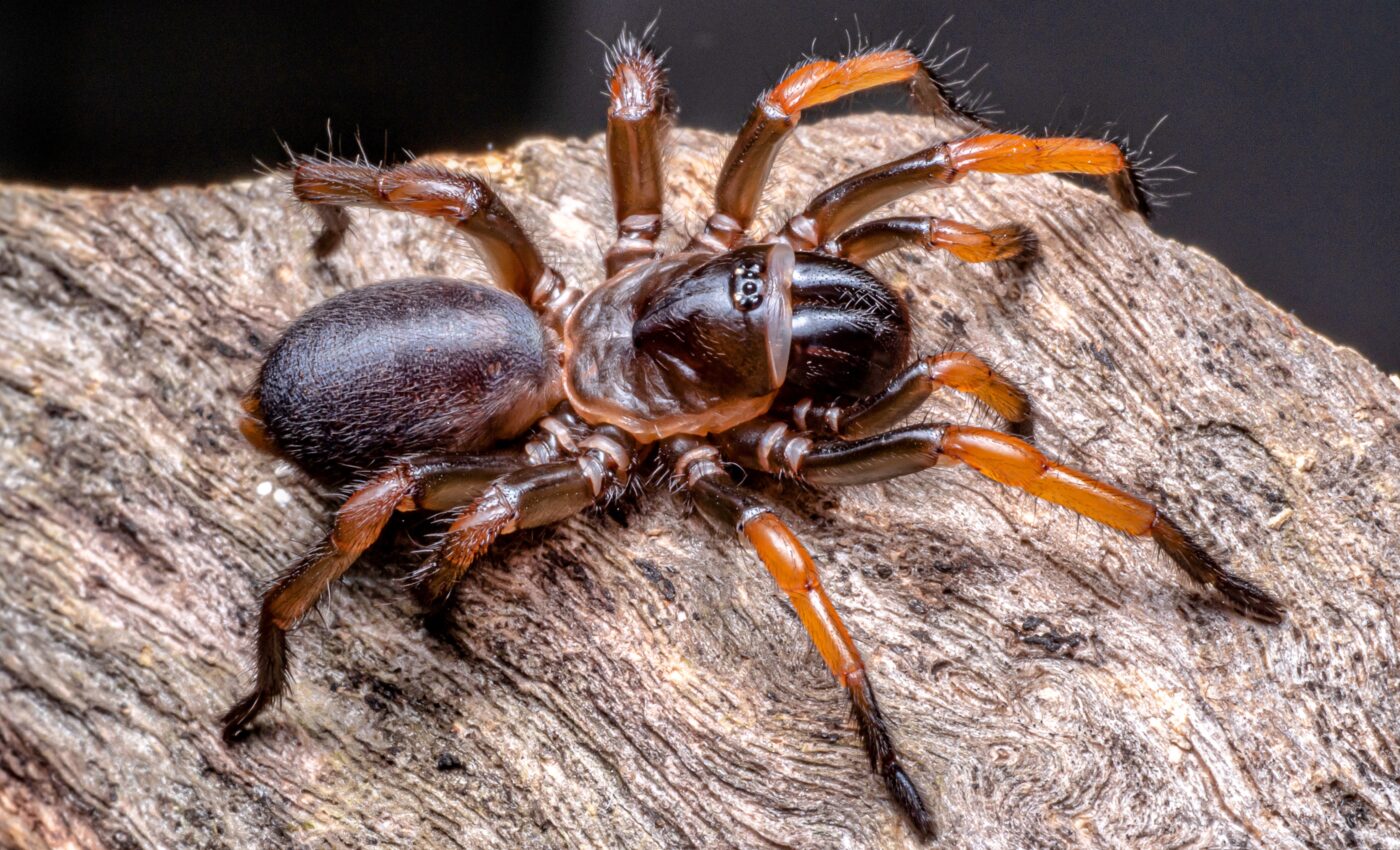 Prehistoric trapdoor spider was five times bigger than its modern relatives