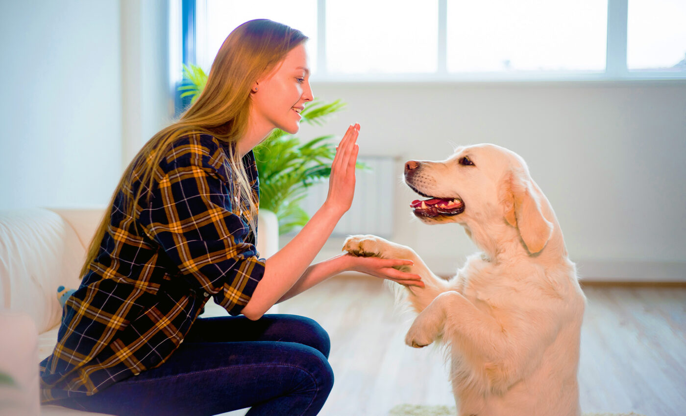 Dogs’ facial markings influence how they bond with humans