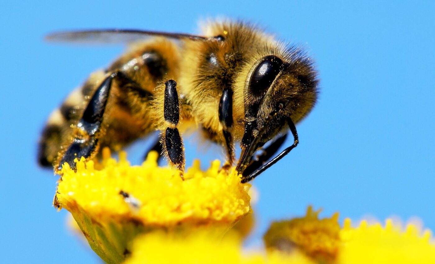 Honeybees are very selective about their nutritional choices