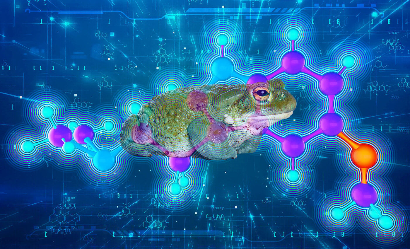Psychedelic drugs secreted from toad skin greatly improve cognitive functioning