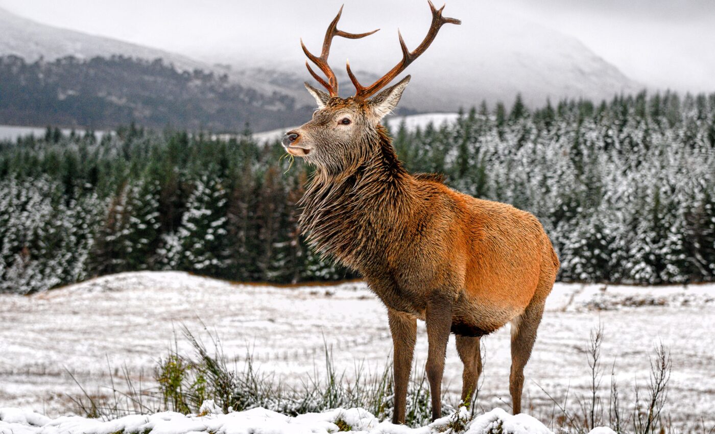 Evolutionary flexibility: Unique traits help mammals survive mass extinctions