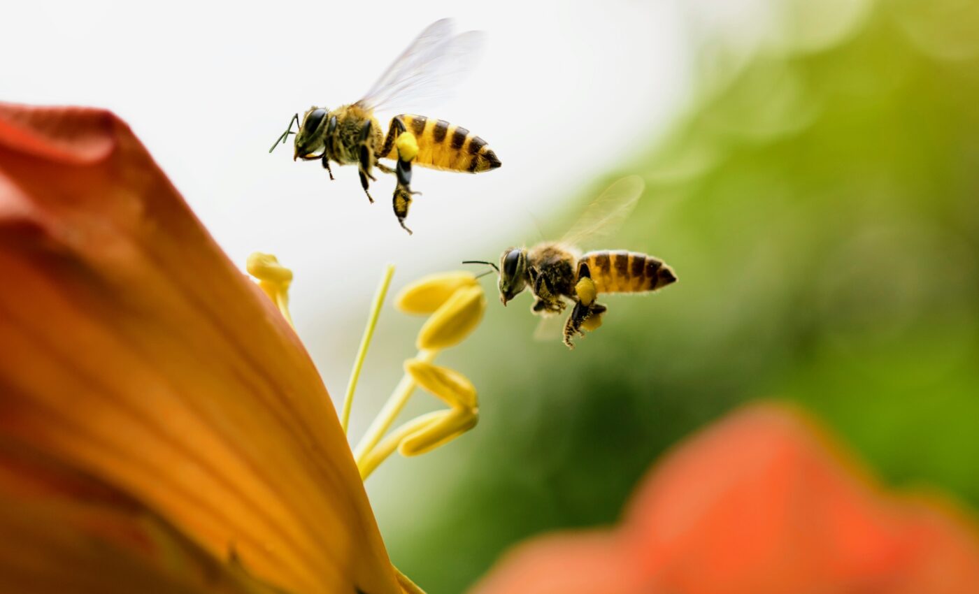 Honey bees inherit altruistic traits from their mother