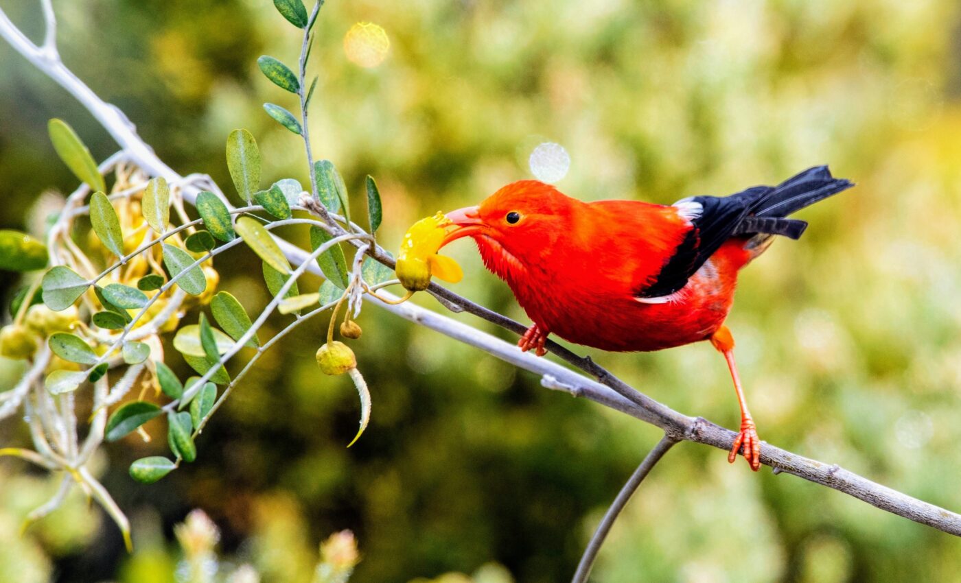 U.S. Fish and Wildlife Service declares 21 species extinct