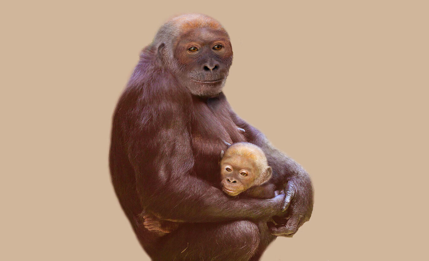 12 million-year-old human ancestor, Pierolapithecus, brought to life