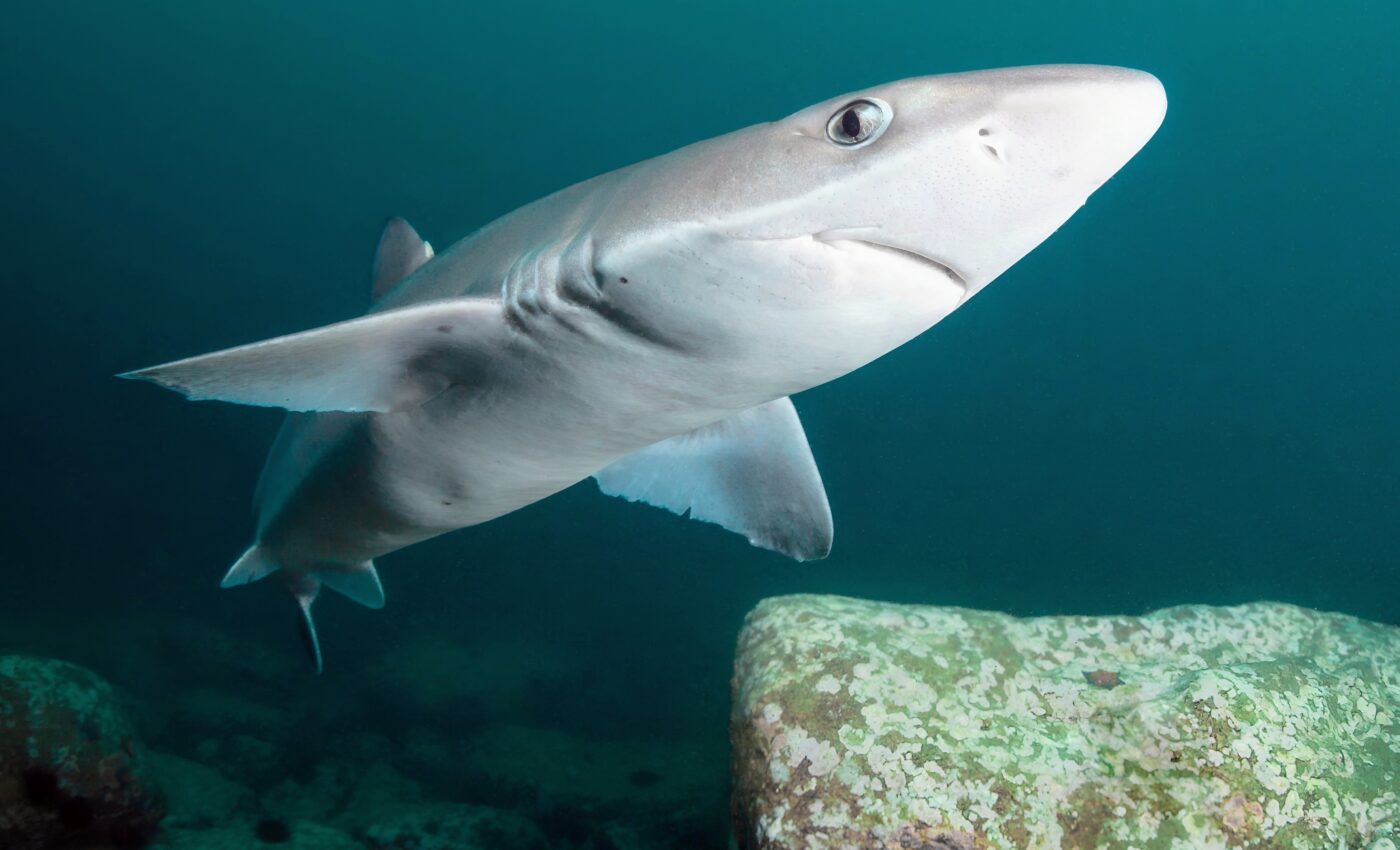 Healing secrets of shark skin may lead to medical breakthroughs