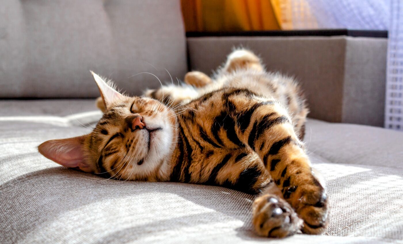 Common cat parasite linked to frailty in older adults