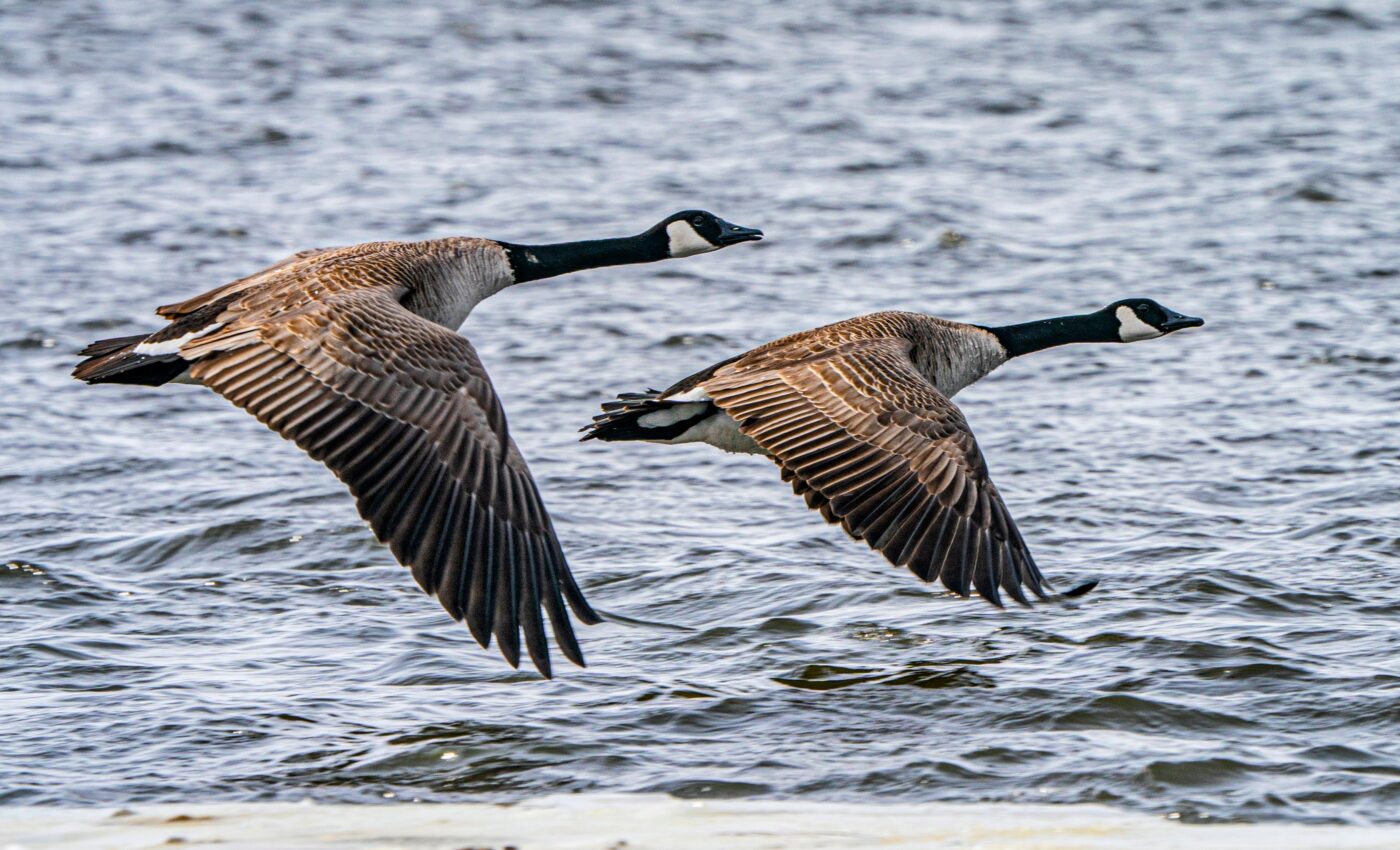 Canada geese keep calm and carry on after flock reduction