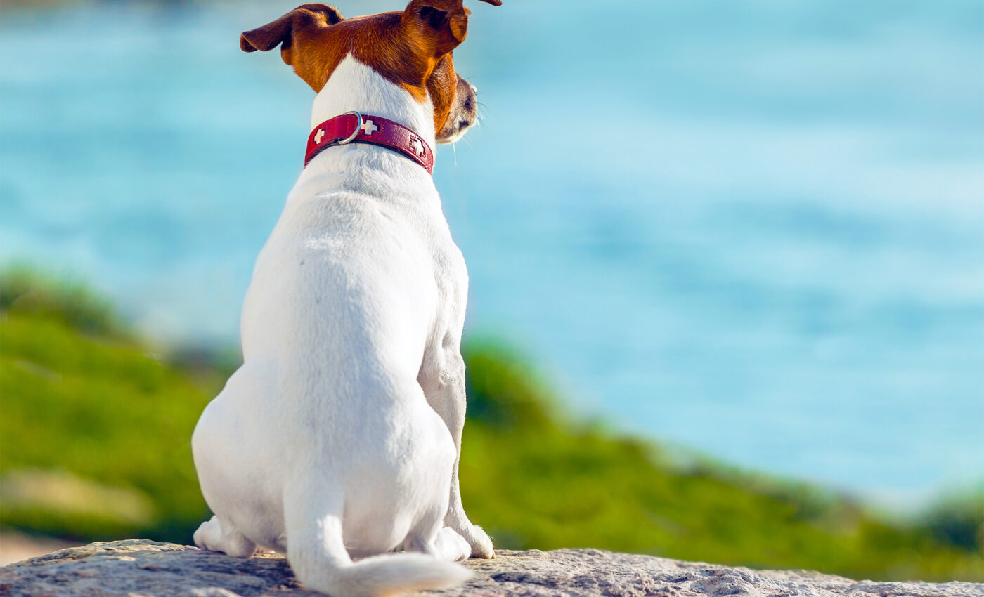 Seeing the world through the eyes of a dog