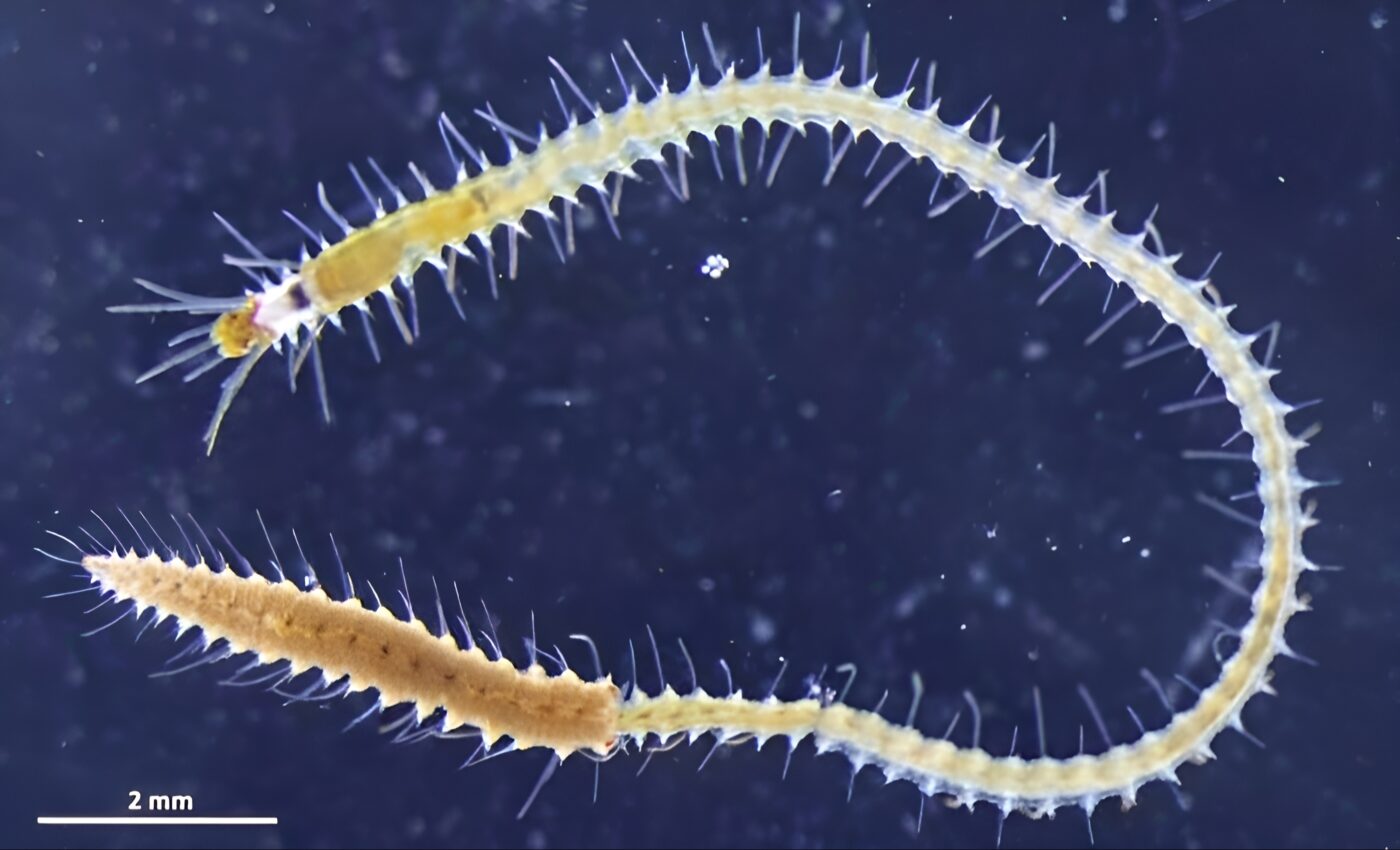 Syllid worms have a butt that grows its own organs and swims away to mate