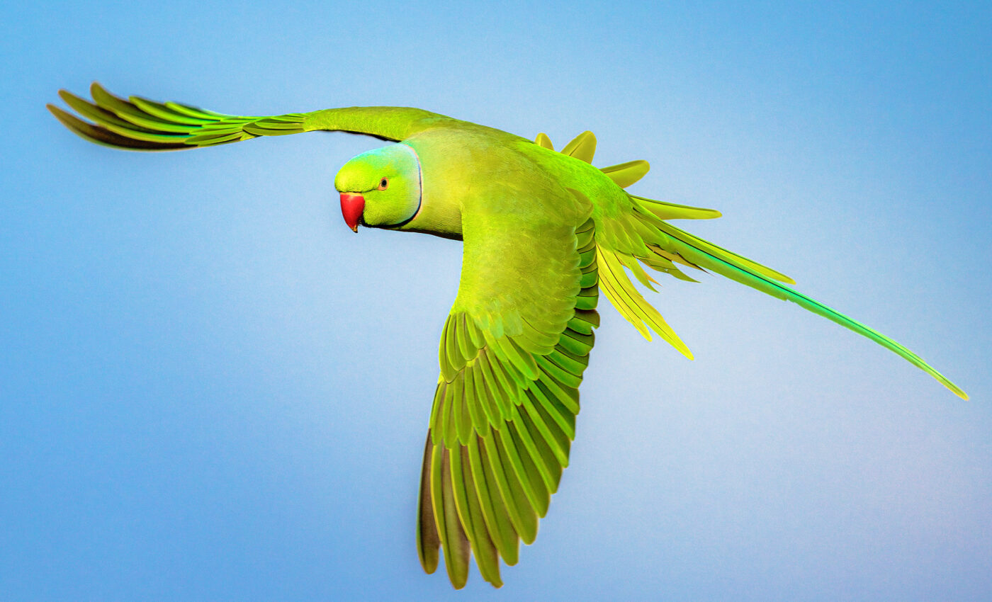 Monk parakeets have different voice ‘accents’ that mirror humans