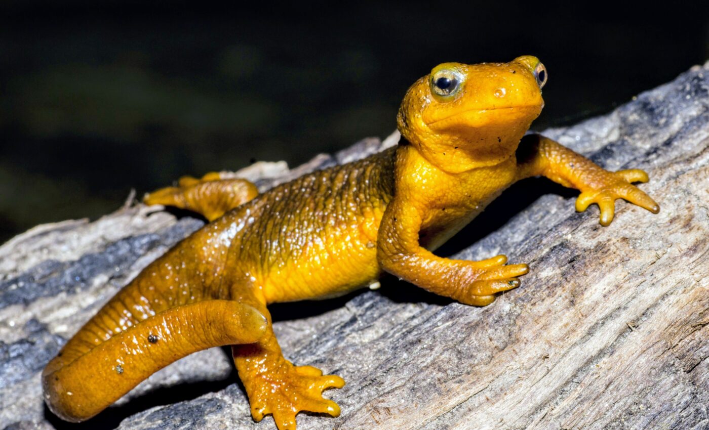 Female Taricha newts are much more poisonous than males