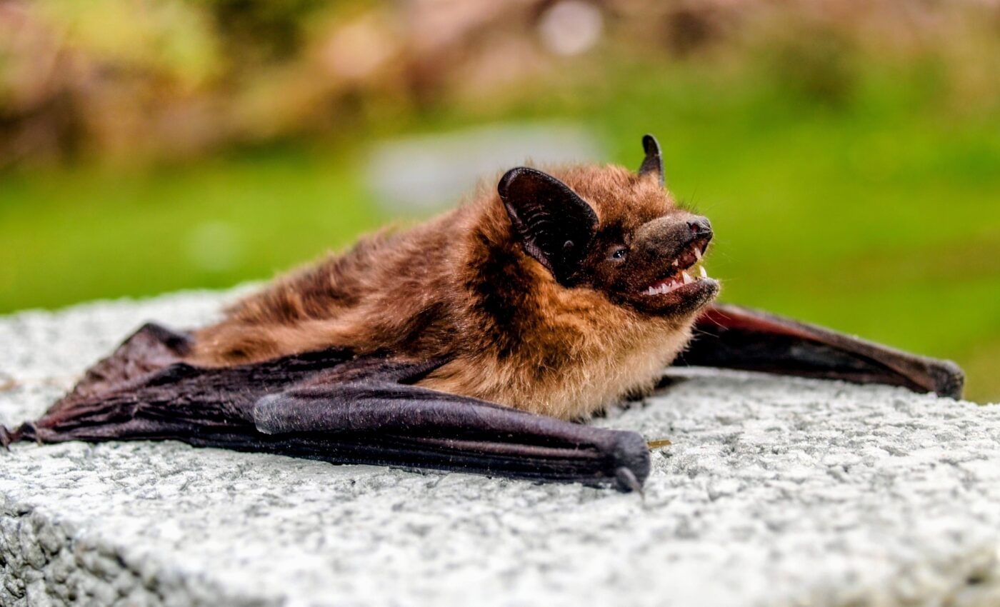 Rabies-infected vampire bats may extend their habitat into the U.S.