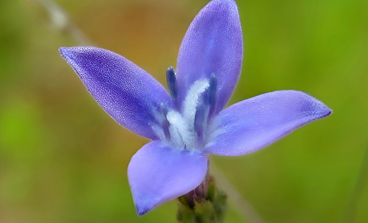 'Super power' of a tropical flower will improve drug discovery