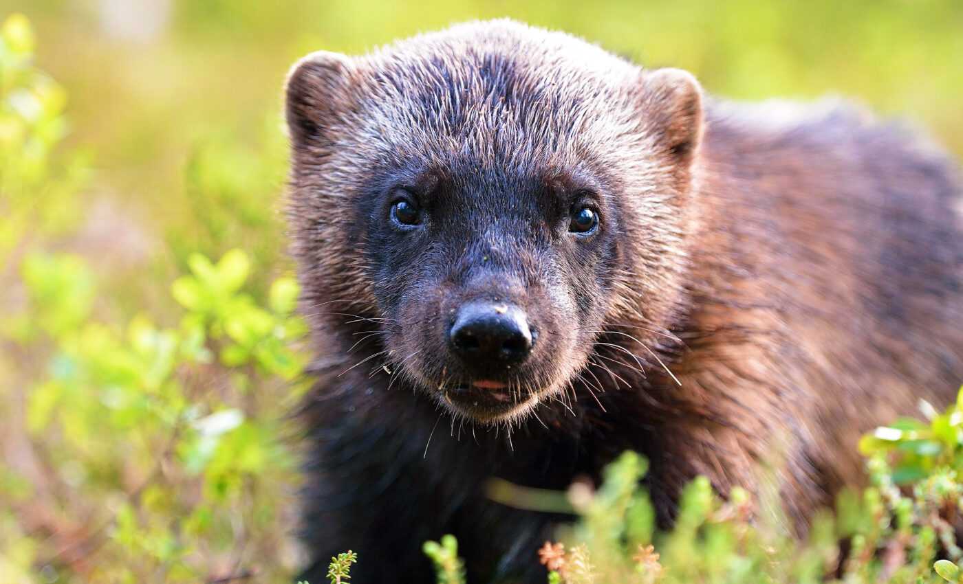 Wolverines receive much-needed protection from the Endangered Species Act