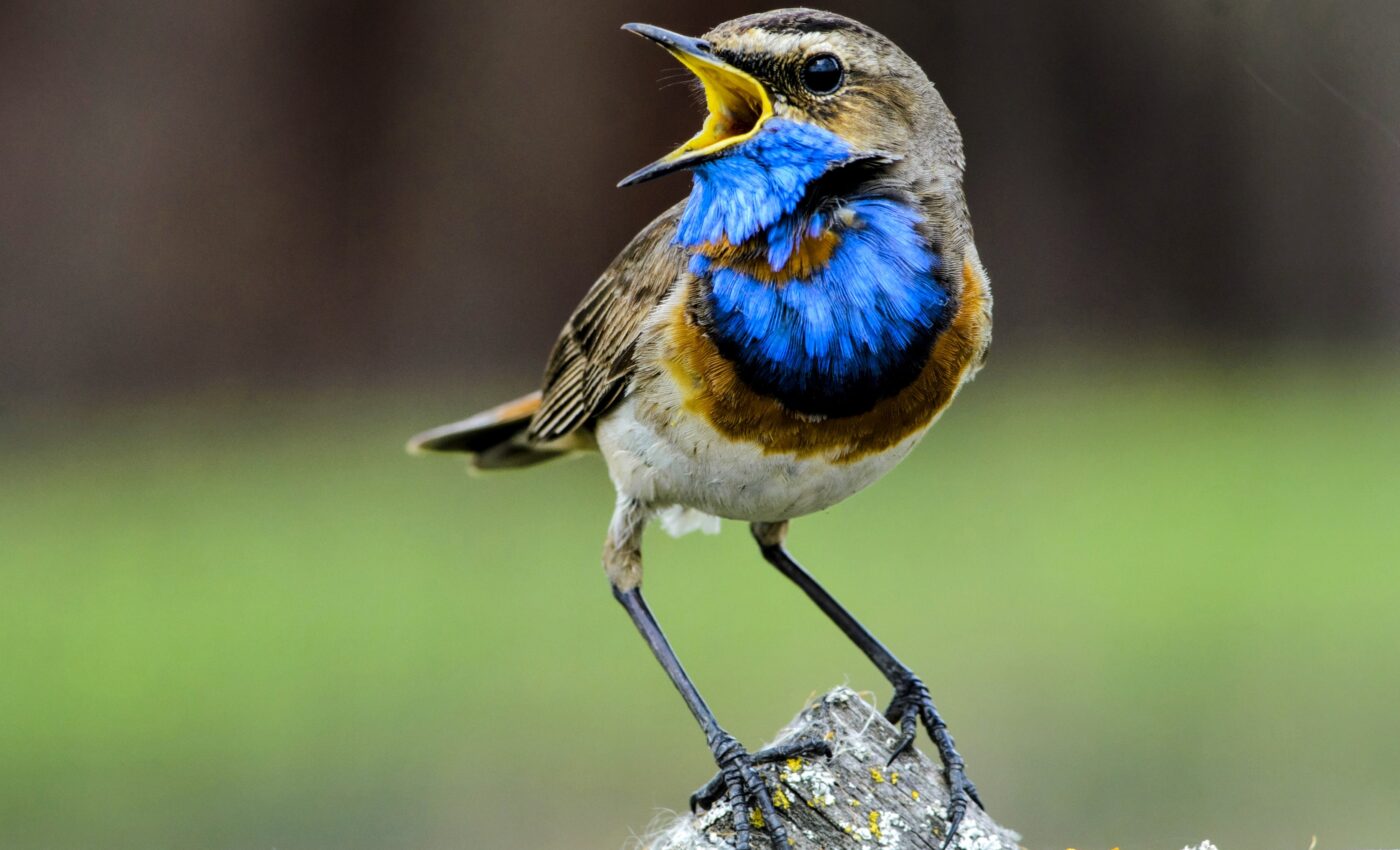 Sentinel warning calls seem to be universally understood by birds
