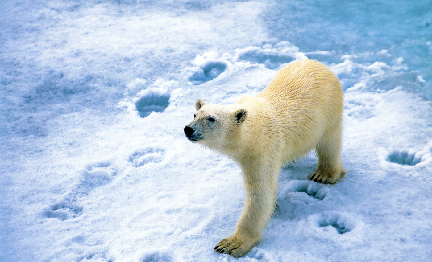 Footprint DNA helps scientists monitor elusive animals like polar bears