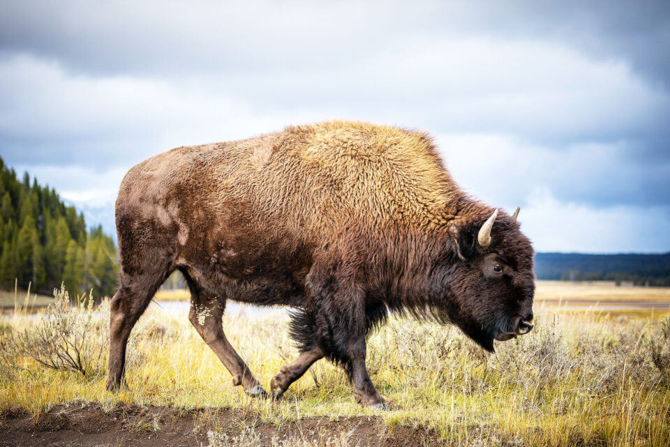 The American buffalo, from near-extinction to resurrection