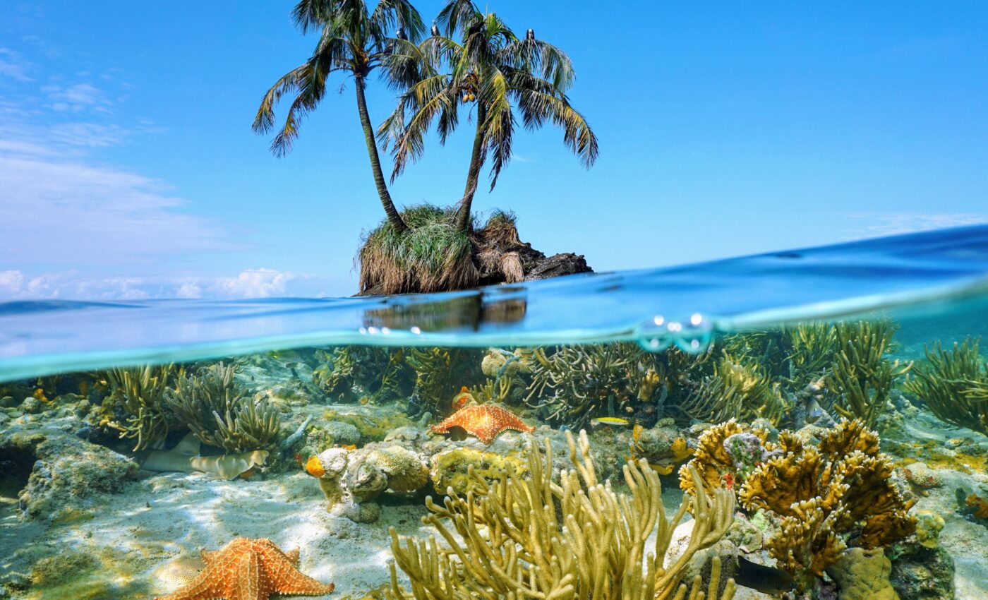 Nutrients from seabird poop accelerate coral reef recovery