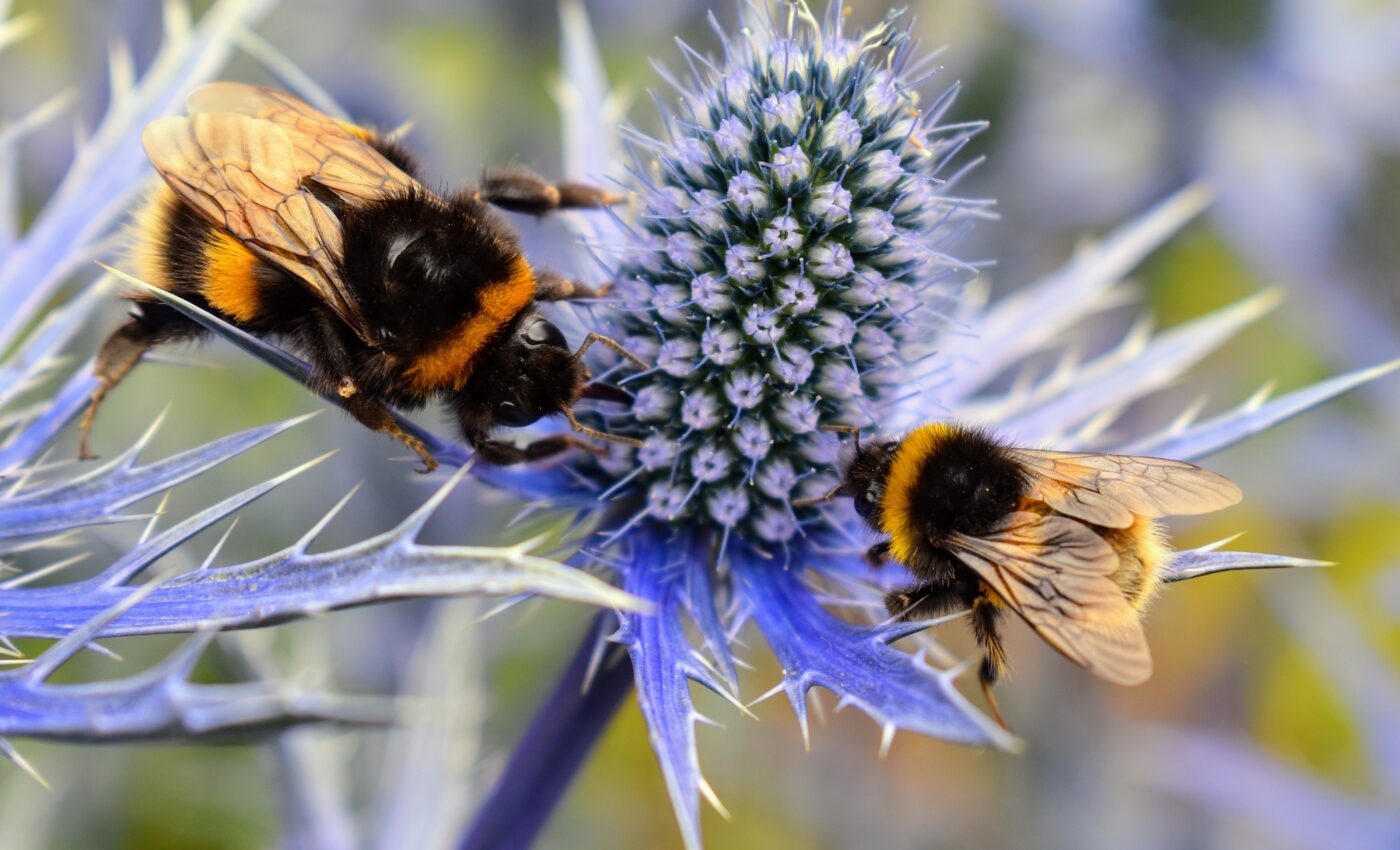 Urbanization alters the dynamics of plant-pollinator networks