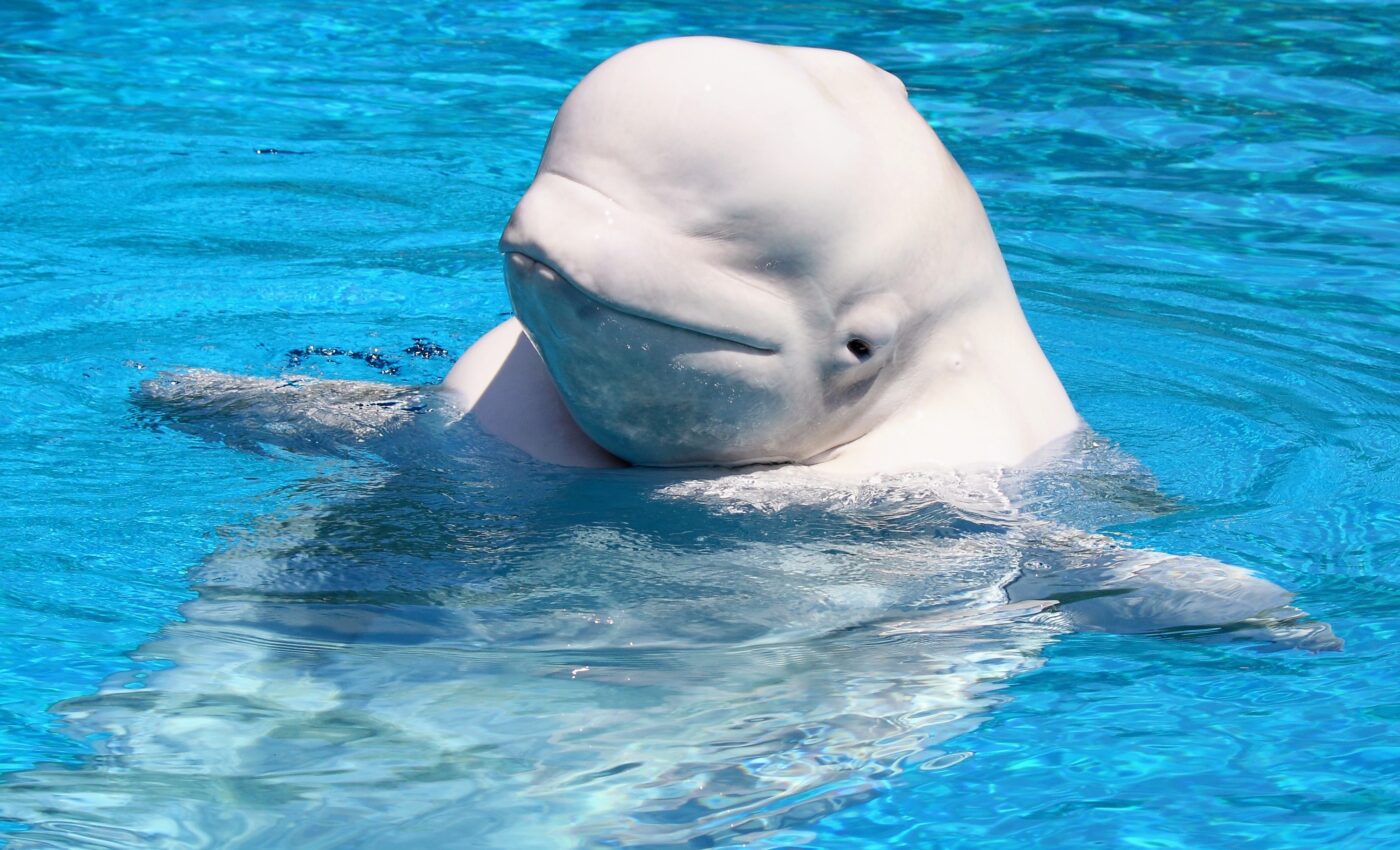 Ship noise threatens the survival of beluga whales