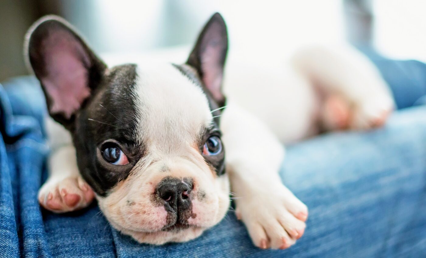 Head shape of flat-faced dogs impacts their sleep patterns