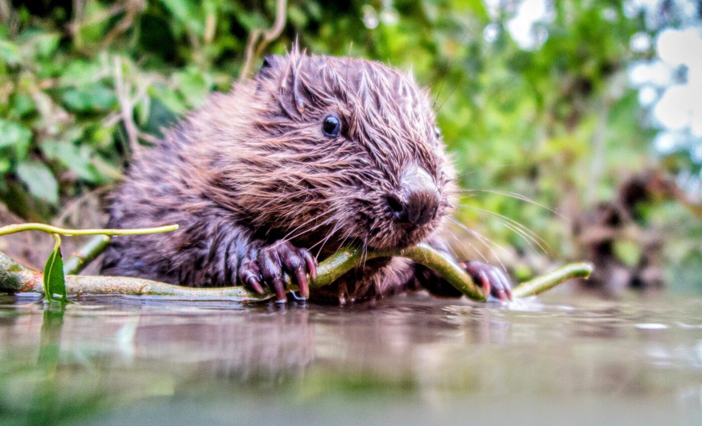 Boosting beaver populations could have toxic consequences