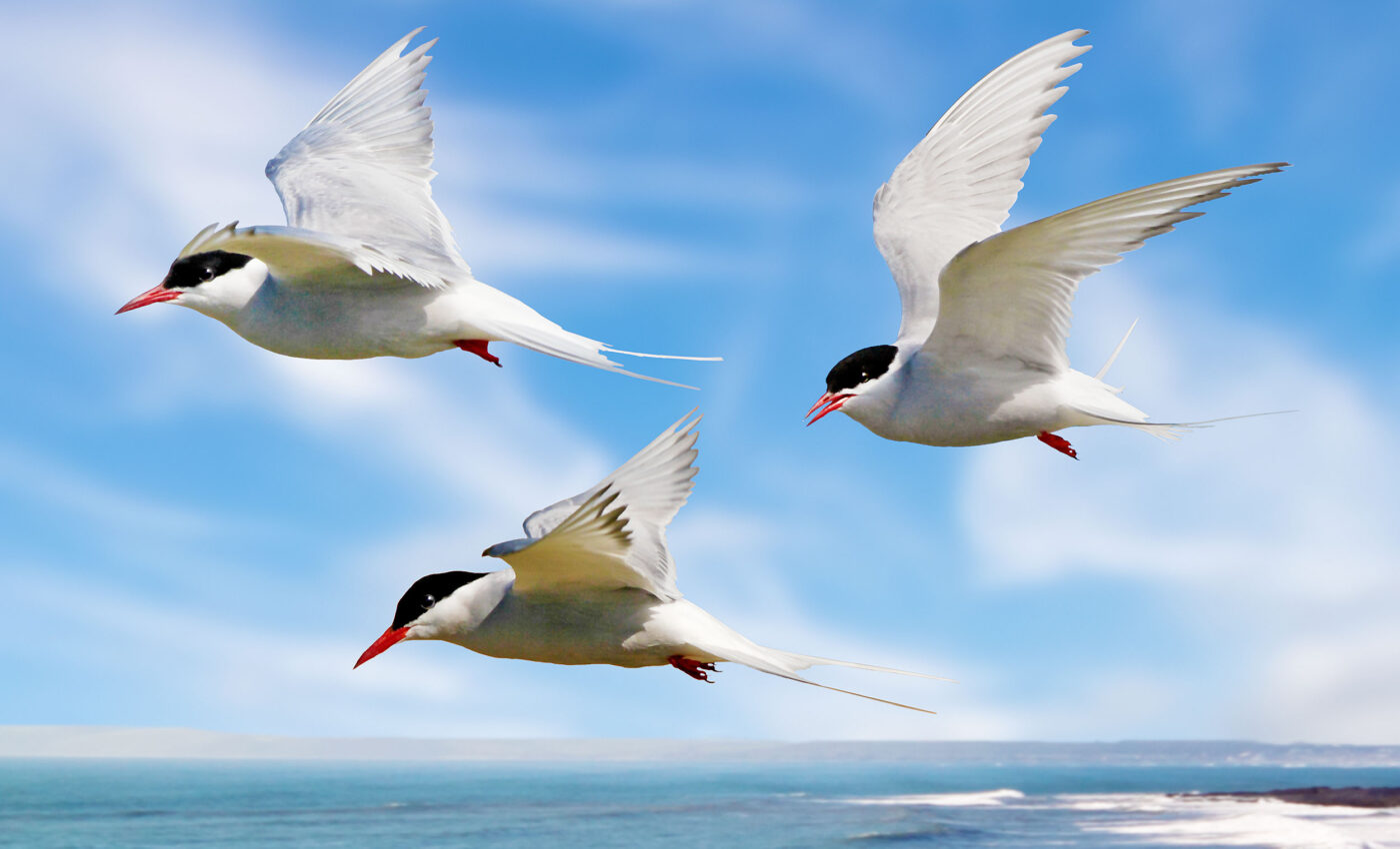Where do migrating birds stop to rest and refuel?