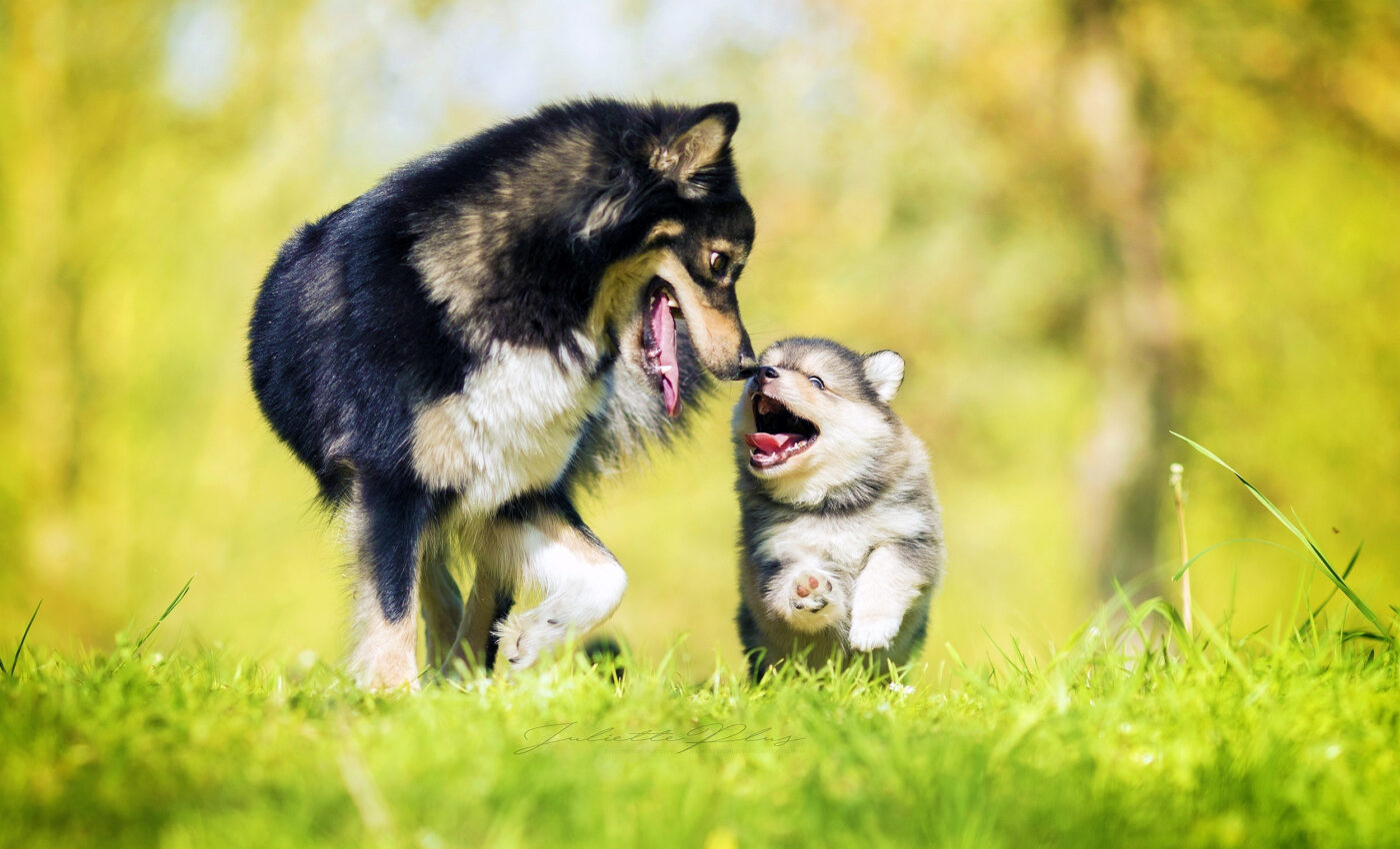 Dogs and stem cell therapy: Revolutionary and painless treatment developed