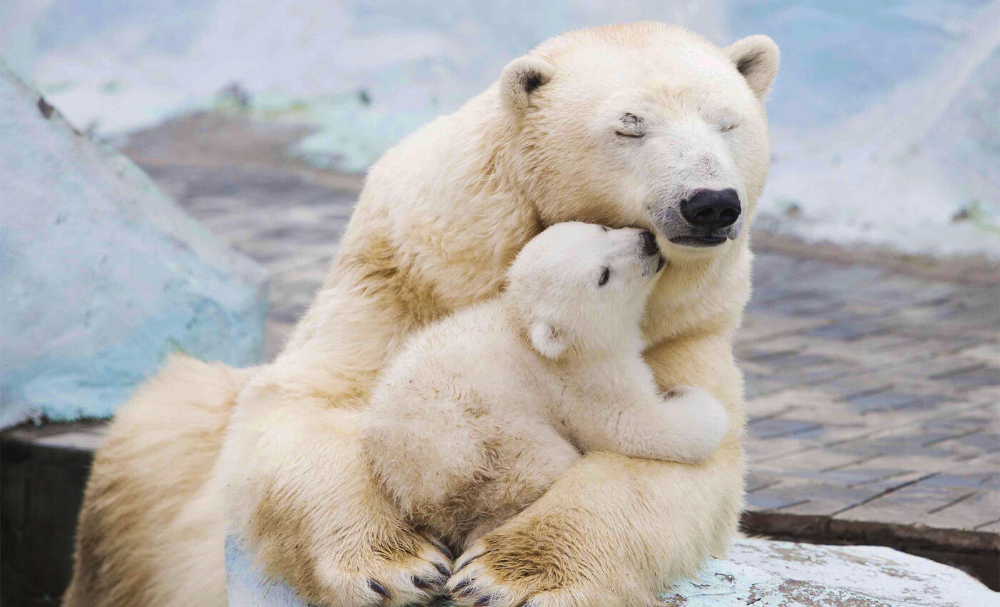 New sweaters use synthetic fibers mimicking polar bear fur