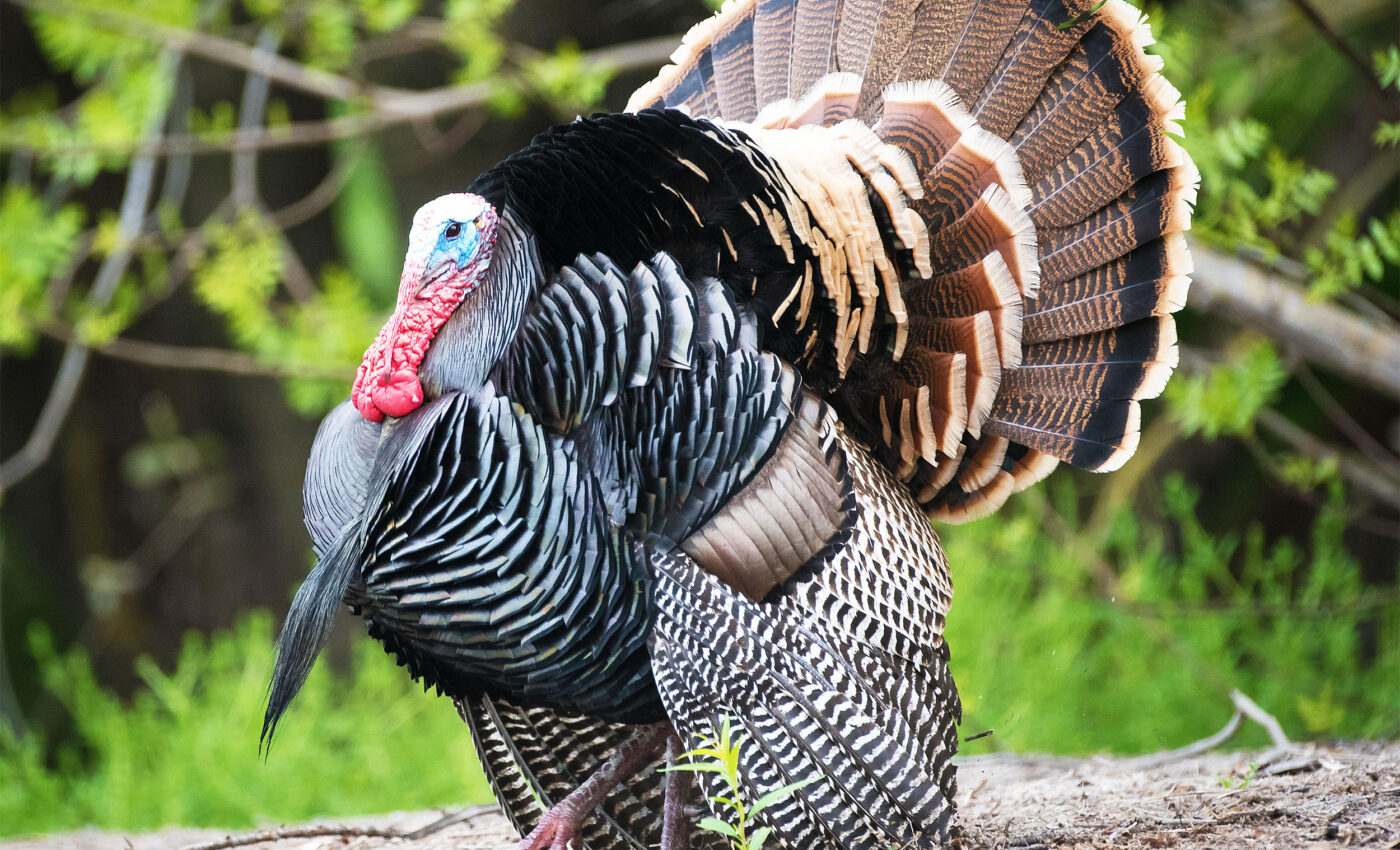 Uncovering the secrets of wild turkey nesting habits